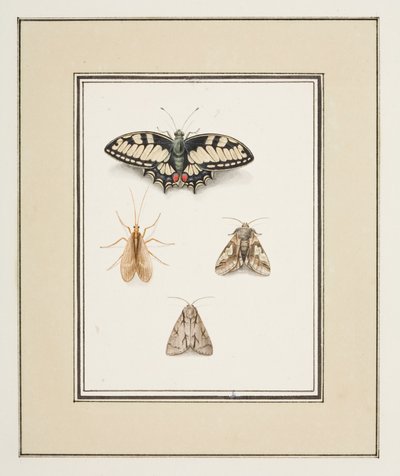 Borboleta rabo de andorinha, mayfly e duas mariposas, c.1755-65 (aquarela sobre papel)polonês autorstwa Pierre Francois Ledoulx