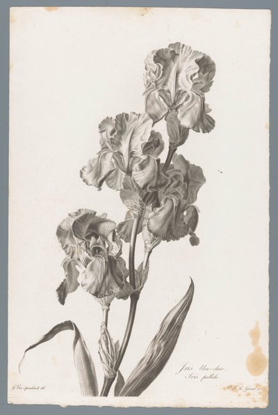 Irys dalmatyński Jasnoniebieska tęczówka / Iris pallida (tytuł na obiekcie) Kwiaty zaczerpnięte z natury (...) (tytuł serii) autorstwa Pierre François Legrand