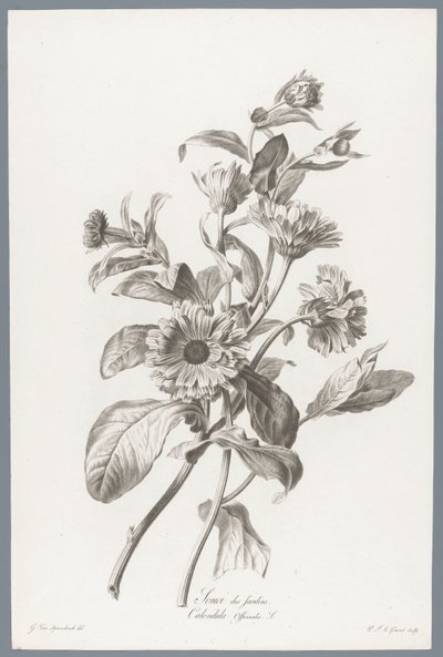 Goudsbloem Marigold / Calendula Officinalis L. (tytuł na obiekcie) Kwiaty zaczerpnięte z natury (...) (tytuł serii) autorstwa Pierre François Legrand