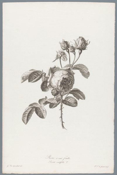 Hondbladige roos Róża stulistna / Rosa centifolia L. (tytuł na obiekcie) Kwiaty zaczerpnięte z natury (...) (tytuł serii) autorstwa Pierre François Legrand