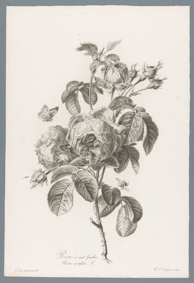 Hondbladige roos Róża stulistna / Rosa centifolia L. (tytuł na obiekcie) Kwiaty zaczerpnięte z natury (...) (tytuł serii) autorstwa Pierre François Legrand