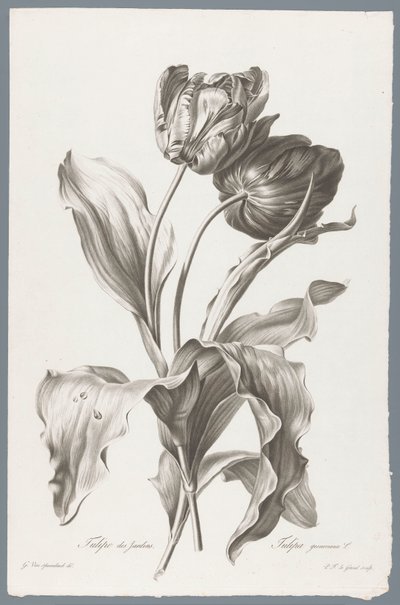 tulpa Tulipan ogrodowy / Tulipa gesneriana L. (tytuł na obiekcie) Kwiaty zaczerpnięte z natury (...) (tytuł serii) autorstwa Pierre François Legrand