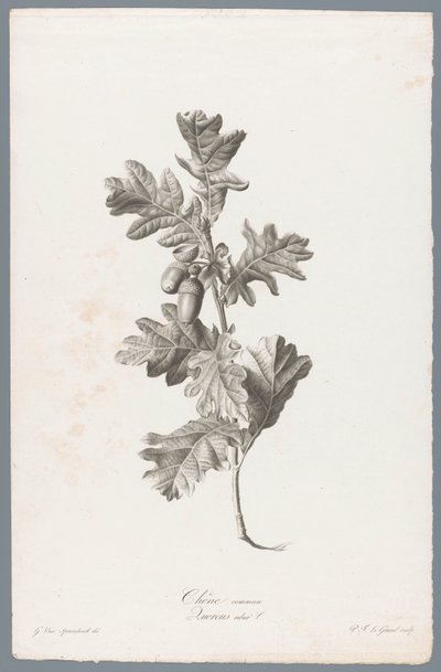 Zomerik Dąb szypułkowy / Quercus robur L. (tytuł na obiekcie) Kwiaty zaczerpnięte z natury (...) (tytuł serii) autorstwa Pierre François Legrand
