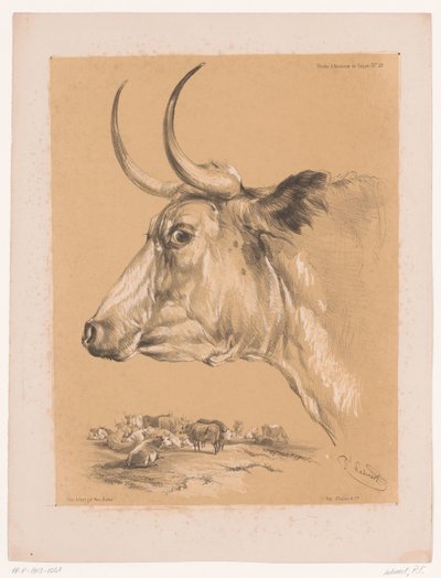Badanie bydła Cooper