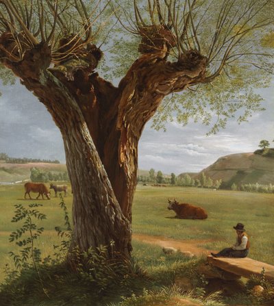 Pollard Willow, po 1804 r. autorstwa Pierre Jean Boquet