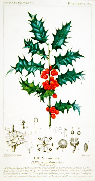 Ostrokrzew (Ilex aquifolium) płyta botaniczna, ok. 1820 (kolor lito) autorstwa Pierre Jean Francois (after) Turpin