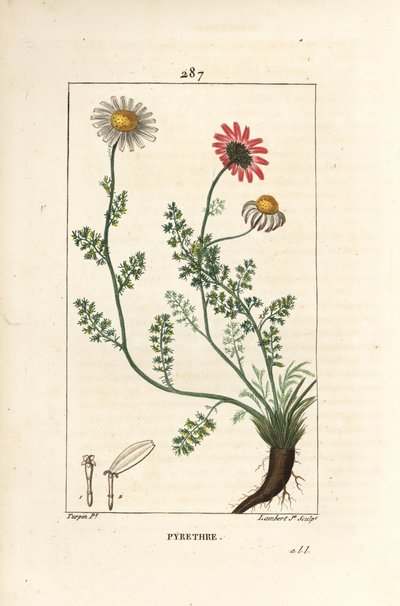 Afrykański Pyrethrum - Pellitory of Spain, Anthemis pyrethrum (Anacyclus pyethrum) z kwiatami, liśćmi, łodygą i korzeniami. Ręcznie barwiony miedzioryt kropkowany autorstwa Lamberta Juniora na podstawie rysunku Pierre Jean-Francois Turpin z Chaumeton, Poir autorstwa Pierre Jean Francois Turpin