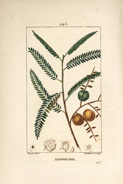 Amla (amala, amalaki), porzeczka nepalska lub indyjska, myrobolan emblique - agrest nepalski lub indyjski, Phyllanthus emblica, liść, owoc i nasiona. Ręcznie kolorowany miedzioryt kropkowany autorstwa Lamberta Juniora z rysunku Pierre