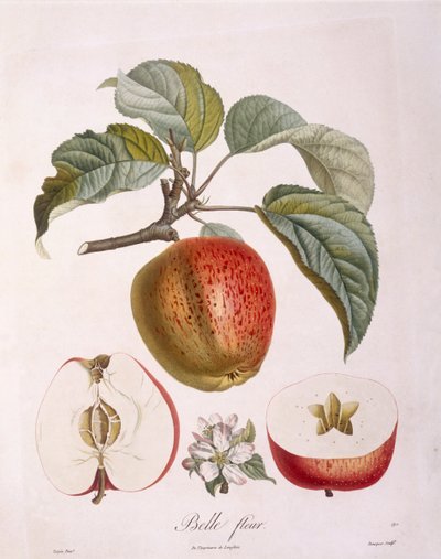 Jabłko "Belle fleur" Henry Louis Duhamel du Monceau, talerz botaniczny, Pierre Jean Francois Turpin autorstwa Pierre Jean Francois Turpin