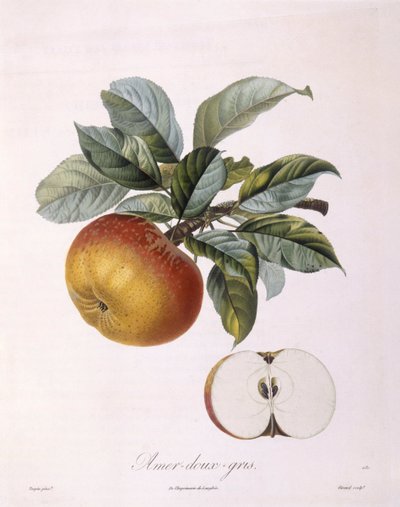 Jabłko „Sweet Bitter Grey” Henry Louis Duhamel du Monceau, płyta botaniczna – Pierre Jean Francois Turpin autorstwa Pierre Jean Francois Turpin