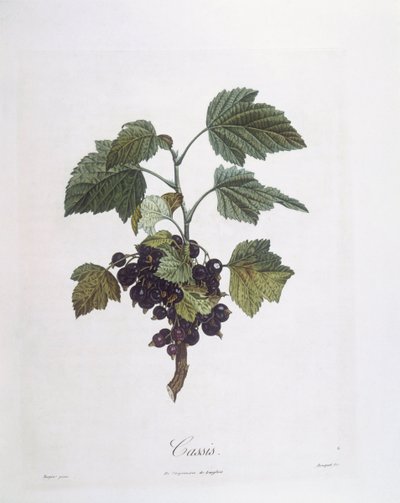 Czarna porzeczka (Ribes nigrum) lub czarna porzeczka Noir de Bourgogne Henry Louis Duhamel du Monceau, płyta botaniczna Pierre Jean Francois Turpin autorstwa Pierre Jean Francois Turpin