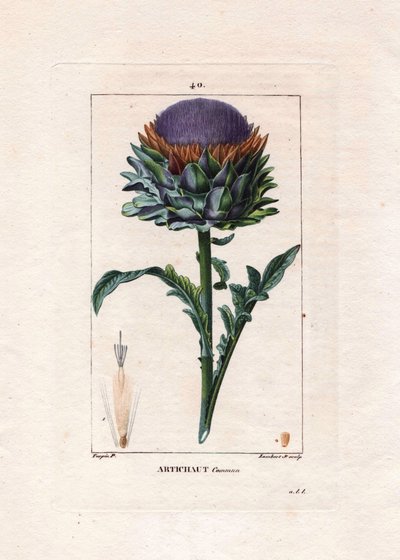 Botaniczny: karczoch - roślina karczocha, liście i kwiat, Cynara cardunculus. Ręcznie barwiony miedzioryt punktowany wykonany przez Lamberta na podstawie rysunku Pierre