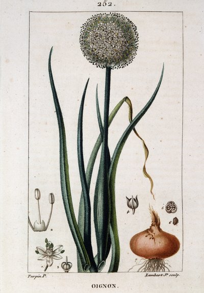 Deska botaniczna cebuli – w „Flora médicale” autorstwa Chaumeton Chamberet et Poiret. Namalowany przez E. Penckroute i J.F. Turpina. Wyd. Penckroute. Paryż autorstwa Pierre Jean Francois Turpin