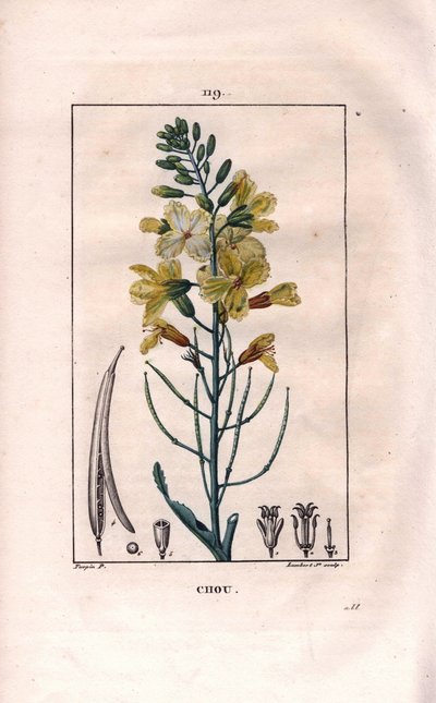 Botaniczny: kwiat kapusty - kwiat kapusty, Brassica oleracea. Ręcznie barwiony miedzioryt kropkowany autorstwa Lamberta na podstawie rysunku Pierre