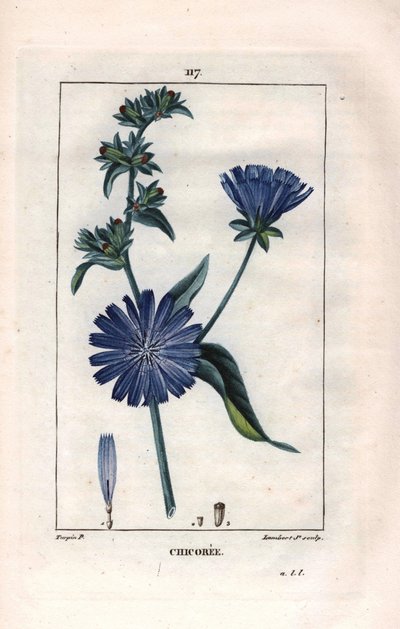 Botaniczny: chikora z kwiatem - Roślina i kwiat cykorii, Cichorium intybus. Ręcznie barwiony miedzioryt punktowany wykonany przez Lamberta na podstawie rysunku Pierre Jean-Francois Turpin z Chaumeton, Poiret et Chamberet „La Flore Medicale”, Paryż, Panckou autorstwa Pierre Jean Francois Turpin