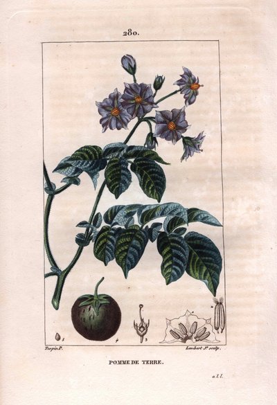 Botanika: ziemniak - Roślina ziemniaka, kwiaty i owoce, Solanum tuberosum. Ręcznie barwiony miedzioryt kropkowany autorstwa Lamberta na podstawie rysunku Pierre
