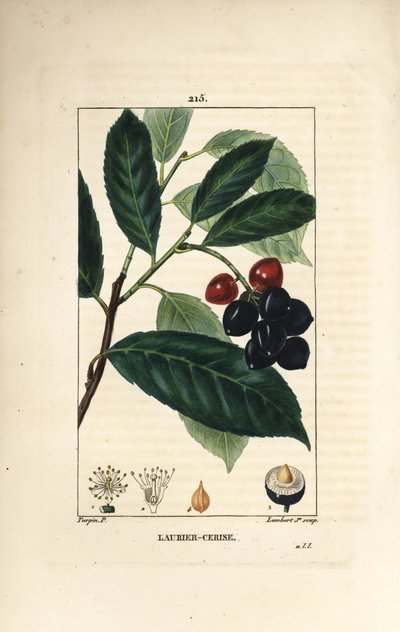 Wawrzyn czereśniowy - Wawrzyn czereśniowy, Prunus laurocerasus, z liśćmi, owocami i nasionami. Ręcznie barwiony miedzioryt kropkowany autorstwa Lamberta Juniora na podstawie rysunku Pierre