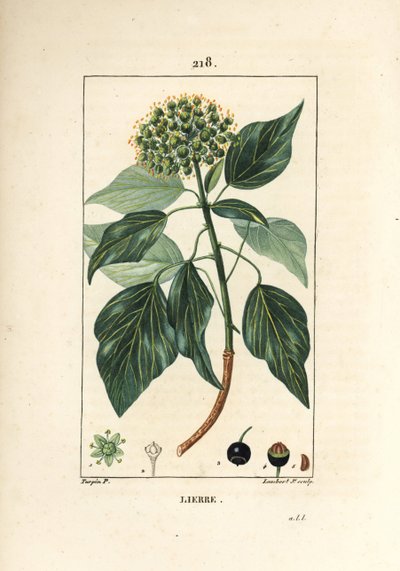 Bluszcz pnący - bluszcz pospolity, Hedera helix. Ręcznie barwiony miedzioryt kropkowany autorstwa Lamberta Juniora na podstawie rysunku Pierre Jean-Francois Turpin z Chaumeton, Poiret and Chamberet „La Flore Medicale”, Paryż, Panckoucke autorstwa Pierre Jean Francois Turpin
