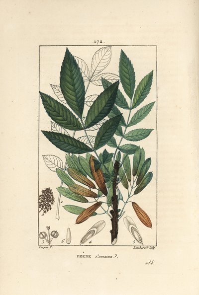 Jesion wyniosły lub jesion jedenasty - Jesion, Fraxinus excelsior, ukazujący w zarysie gałąź, liście, nasiona i liść. Ręcznie barwiony miedzioryt kropkowany autorstwa Lamberta Juniora na podstawie rysunku Pierre