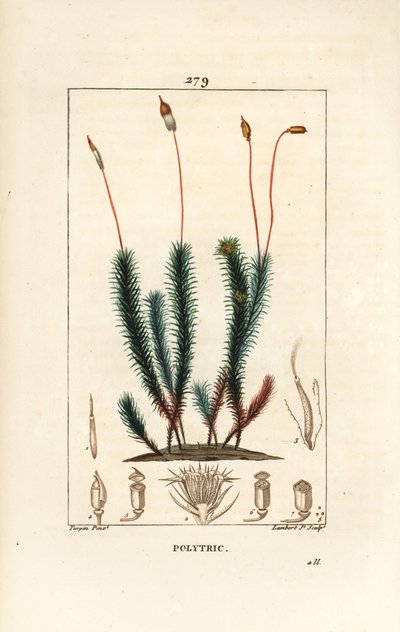 Polytrichum pospolite (pianka) - Mech pospolity włoskowaty, Polytrichum pospolity. Ręcznie barwiony miedzioryt kropkowany autorstwa Lamberta Juniora na podstawie rysunku Pierre Jean-Francois Turpin z Chaumeton, Poiret and Chamberet „La Flore Medicale”, Par autorstwa Pierre Jean Francois Turpin