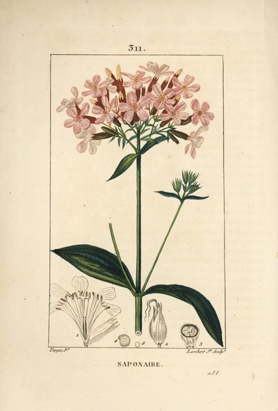 Mydlnica lekarska, Saponaria officinalis, o kwiatach, liściach, łodygach i nasionach. Ręcznie barwiony miedzioryt kropkowany autorstwa Lamberta Juniora na podstawie rysunku Pierre Jean-Francois Turpin z Chaumeton, Poiret and Chamberet „La Flore Medicale”,  autorstwa Pierre Jean Francois Turpin