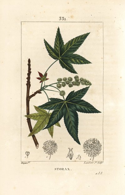 Copalm of America lub Liquidambar - Storax lub płynny bursztyn, Liquidambar styraciflua. Ręcznie barwiony miedzioryt kropkowany autorstwa Lamberta Juniora na podstawie rysunku Pierre