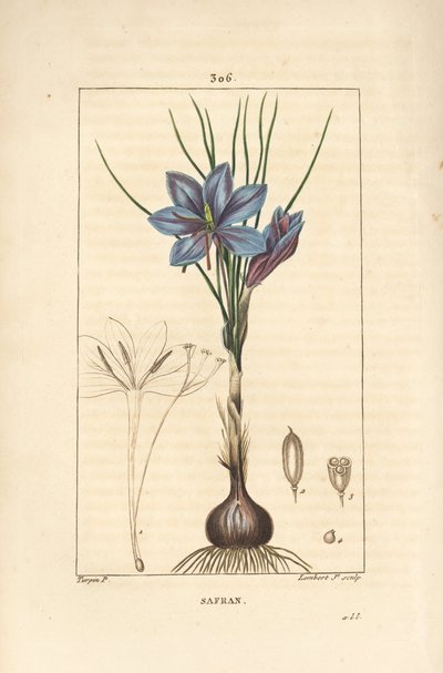 Krokus - Szafran krokus, Crocus sativus, ukazujący kwiat, liść, łodygę, bulwę i znamię. Ręcznie barwiony miedzioryt kropkowany autorstwa Lamberta Juniora na podstawie rysunku Pierre