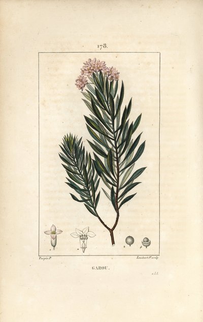 Daphne garou, Thymele lub Saint Bois - len wilczomlecz, Daphne gnidium. Ręcznie barwiony miedzioryt kropkowany autorstwa Lamberta Juniora na podstawie rysunku Pierre Jean-Francois Turpin z Chaumeton, Poiret and Chamberet „La Flore Medicale”, Paryż, Panckou autorstwa Pierre Jean Francois Turpin