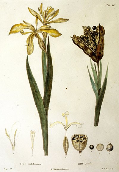 Fetid Iris, grawerowane przez L. J. Allais (ręcznie kolorowane grawerowanie) autorstwa Pierre Jean Francois Turpin