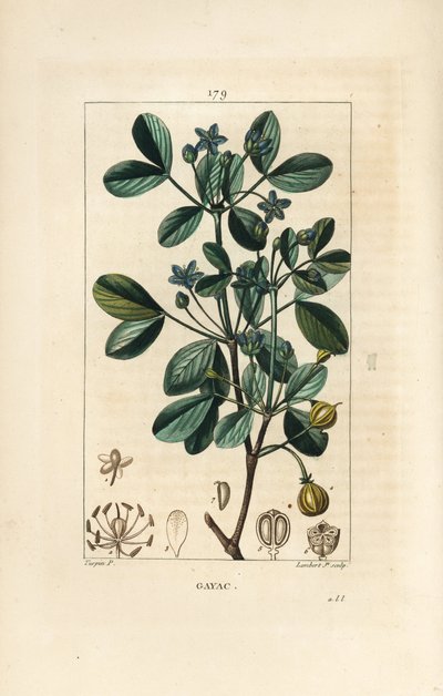 Gaiac lub święte drewno, drewno życia - Guaiacum, Guajacum officinale. Ręcznie barwiony miedzioryt kropkowany autorstwa Lamberta Juniora na podstawie rysunku Pierre Jean-Francois Turpin z Chaumeton, Poiret and Chamberet „La Flore Medicale”, Paryż, Panckouc autorstwa Pierre Jean Francois Turpin