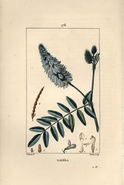 Galega - ruta kozia, Galega officinalis, z kwiatem, liściem i nasieniem. Ręcznie barwiony miedzioryt kropkowany wykonany przez Dubois na podstawie rysunku Pierre