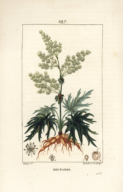 Rabarbar ogrodowy - Rabarbar, Rheum rhabarbarum (Rheum palmatum), o kwiatach, szypułce, liściu, nasionach i korzeniu. Ręcznie barwiony miedzioryt kropkowany autorstwa Lamberta Juniora na podstawie rysunku Pierre