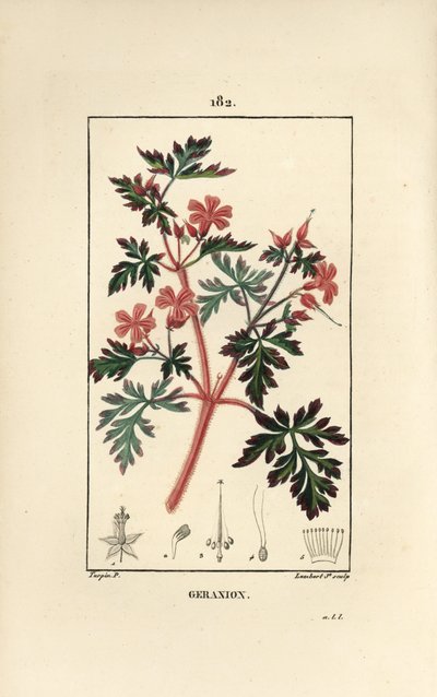 Geranium trawa a Robert - Hert Robert, Geranium robertianum. Ręcznie barwiony miedzioryt kropkowany autorstwa Lamberta Juniora na podstawie rysunku Pierre Jean-Francois Turpin z Chaumeton, Poiret and Chamberet „La Flore Medicale”, Paryż, Panckoucke autorstwa Pierre Jean Francois Turpin