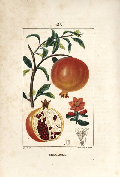 Grenadier - Drzewo granatu, Punica granatum, z liściem, kwiatem, owocem i przekrojem owocu z nasionami. Ręcznie barwiony miedzioryt punktowany autorstwa Lamberta Juniora na podstawie rysunku Pierre Jean-Francois Turpin z Chaumeton, Poiret i Chamberet autorstwa Pierre Jean Francois Turpin