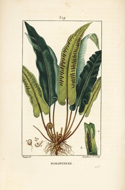 Paproć języczkowata, Asplenium scolopendrium, z liśćmi, nasionami i korzeniem. Ręcznie barwiony miedzioryt kropkowany autorstwa Lamberta Juniora na podstawie rysunku Pierre Jean-Francois Turpin z Chaumeton, Poiret and Chamberet „La Flore Medicale”, Paryż,  autorstwa Pierre Jean Francois Turpin