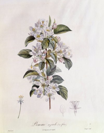 Kwiat głogu (Crataegus azarolus) Henry Louis Duhamel du Monceau, płyta botaniczna, Pierre Jean Francois Turpin autorstwa Pierre Jean Francois Turpin