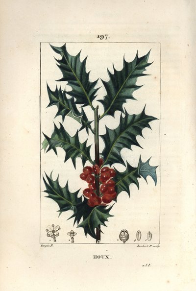 Ostrokrzew - Ostrokrzew, Ilex aqualifolium, o kłujących liściach i czerwonych jagodach. Ręcznie barwiony miedzioryt kropkowany autorstwa Lamberta Juniora na podstawie rysunku Pierre Jean-Francois Turpin z Chaumeton, Poiret and Chamberet „La Flore Medicale” autorstwa Pierre Jean Francois Turpin