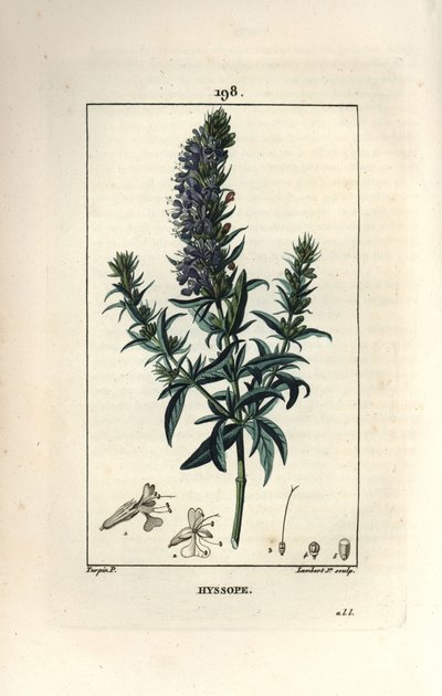 Hyzop lekarski lub hyzop - Hyzop, Hyssopus officinalis. Ręcznie barwiony miedzioryt kropkowany autorstwa Lamberta Juniora na podstawie rysunku Pierre Jean-Francois Turpin z Chaumeton, Poiret and Chamberet „La Flore Medicale”, Paryż, Panckoucke autorstwa Pierre Jean Francois Turpin