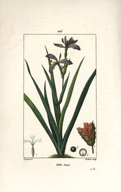 Iris fetide lub tęczówka noga, tęczówka śmierdząca - Irys śmierdzący, Iris foetida, z kwiatem, liściem i strąkiem nasiennym. Ręcznie barwiony miedzioryt punktowany wykonany przez Dubois na podstawie rysunku Pierre Jean-Francois Turpin z Chaumeton, Poiret i autorstwa Pierre Jean Francois Turpin