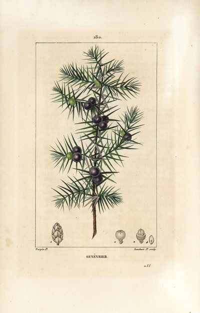 Drzewo jałowca, Juniperus vulgaris, ukazujące liść, jagodę i łodygę. Ręcznie barwiony miedzioryt kropkowany autorstwa Lamberta Juniora na podstawie rysunku Pierre Jean-Francois Turpin z Chaumeton, Poiret and Chamberet „La Flore Medicale”, Paryż, Panckoucke autorstwa Pierre Jean Francois Turpin