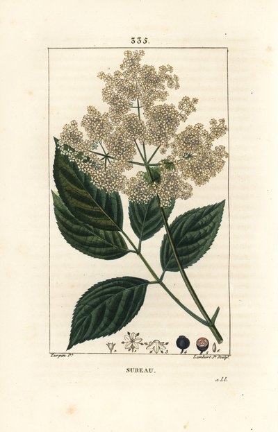 Bez czarny lub bez czarny - Drzewo bez czarny, Sambucus nigra. Ręcznie barwiony miedzioryt kropkowany autorstwa Lamberta Juniora na podstawie rysunku Pierre Jean-Francois Turpin z Chaumeton, Poiret and Chamberet „La Flore Medicale”, Paryż, Panck autorstwa Pierre Jean Francois Turpin