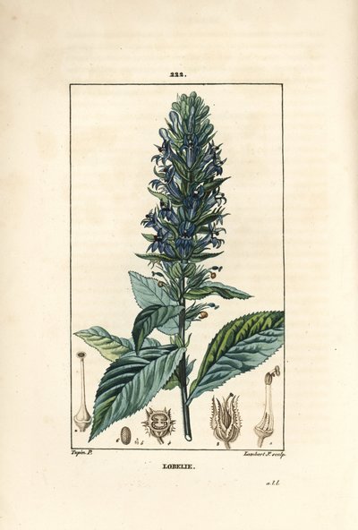 Lobelia duża lub lobelia syfilityczna - Niebieski kwiat kardynała, Lobelia syphilitica. Ręcznie barwiony miedzioryt kropkowany autorstwa Lamberta Juniora na podstawie rysunku Pierre