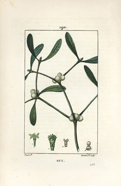 Jemioła liściasta - Jemioła, album Vissperm. Ręcznie barwiony miedzioryt kropkowany autorstwa Lamberta Juniora na podstawie rysunku Pierre Jean-Francois Turpin z Chaumeton, Poiret and Chamberet „La Flore Medicale”, Paryż, Panckoucke autorstwa Pierre Jean Francois Turpin