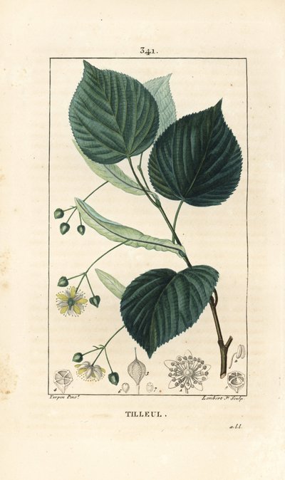 Lipa lub lipa, Tilia europea, o liściach, gałęziach, kwiatach i nasionach. Ręcznie barwiony miedzioryt kropkowany autorstwa Lamberta Juniora na podstawie rysunku Pierre Jean-Francois Turpin z Chaumeton, Poiret i Chamberet „La Flore Medicale”, Paryż, Pa autorstwa Pierre Jean Francois Turpin