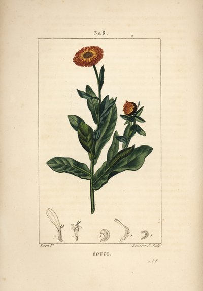 Nagietek lekarski, Calendula officinalis, o kwiatach, liściach i szypułce. Ręcznie barwiony miedzioryt kropkowany autorstwa Lamberta Juniora na podstawie rysunku Pierre Jean-Francois Turpin z Chaumeton, Poiret and Chamberet „La Flore Medicale”, Paryż, Panc autorstwa Pierre Jean Francois Turpin