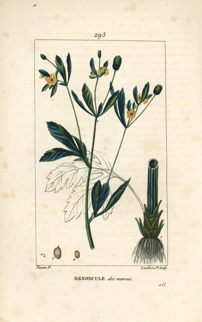 Caltha palustris (Ranunculus palustris), o kwiatach, liściach, szypułce, korzeniu i nasionach. Ręcznie kolorowany miedzioryt kropkowany autorstwa Lamberta Juniora na podstawie rysunku Pierre