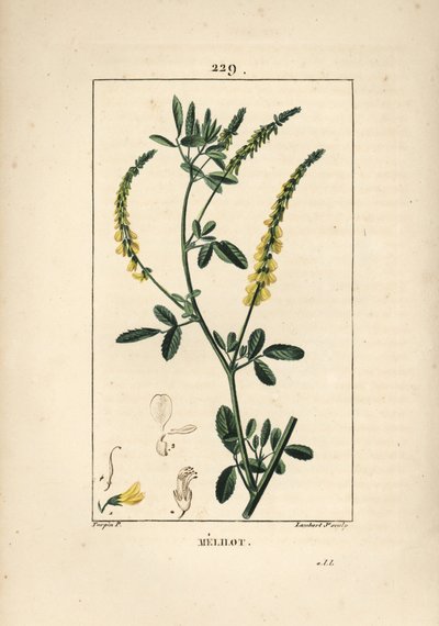 Melilot - koniczyna nostrzyka, Melitotus officinarum. Ręcznie barwiony miedzioryt kropkowany autorstwa Lamberta Juniora na podstawie rysunku Pierre Jean-Francois Turpin z Chaumeton, Poiret and Chamberet „La Flore Medicale”, Paryż, Panckoucke autorstwa Pierre Jean Francois Turpin