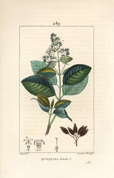 Michurago lub fruta de mono, Ladenbergia macrocarpa (Cinchona ovalifolia), z kwiatami, liśćmi, łodygami i nasionami. Ręcznie barwiony miedzioryt kropkowany autorstwa Lamberta Juniora na podstawie rysunku Pierre