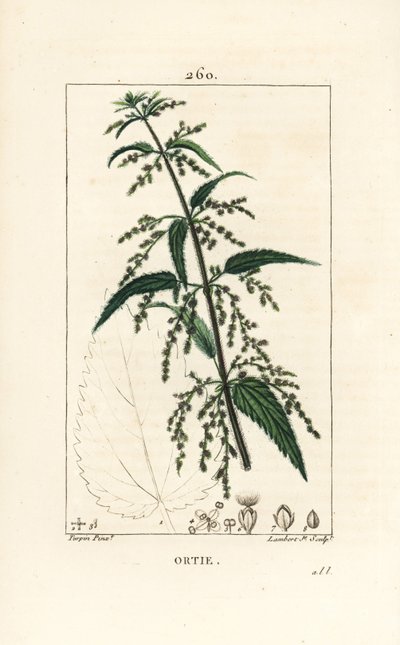Pokrzywa – zwyczajna pokrzywa zwyczajna, Urtica dioica, o zarysie kwiatów, nasion, łodyg i liści. Ręcznie barwiony miedzioryt punktowany autorstwa Lamberta Juniora na podstawie rysunku Pierre