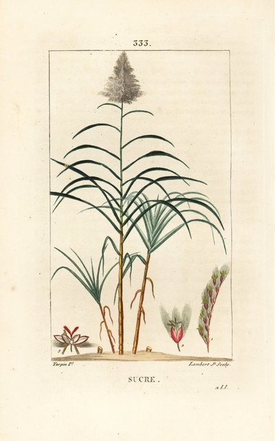 Trzcina szlachetna - Trzcina cukrowa, Saccharum officinarum. Ręcznie barwiony miedzioryt kropkowany autorstwa Lamberta Juniora na podstawie rysunku Pierre Jean-Francois Turpin z Chaumeton, Poiret and Chamberet „La Flore Medicale”, Paryż, Panckoucke autorstwa Pierre Jean Francois Turpin